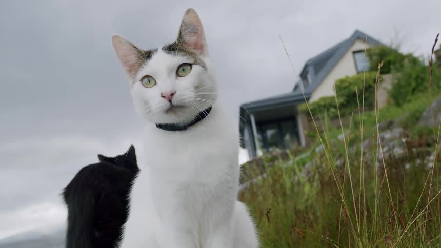 A curious white cat watches a black cat walk by in slow motion before walking towards the camera on a grassy hill