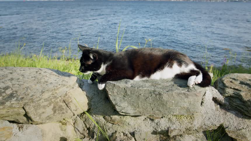 A slow-motion shot shows a black and white tuxedo cat waking from a nap on a stone wall and walking away with the ocean in the background