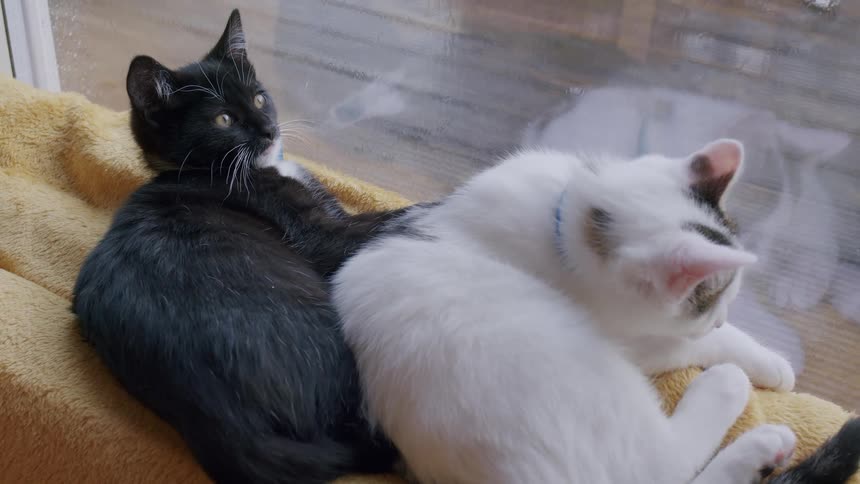 Two cute black and white kittens cuddle together on a cozy blanket by a window while one grooms itself