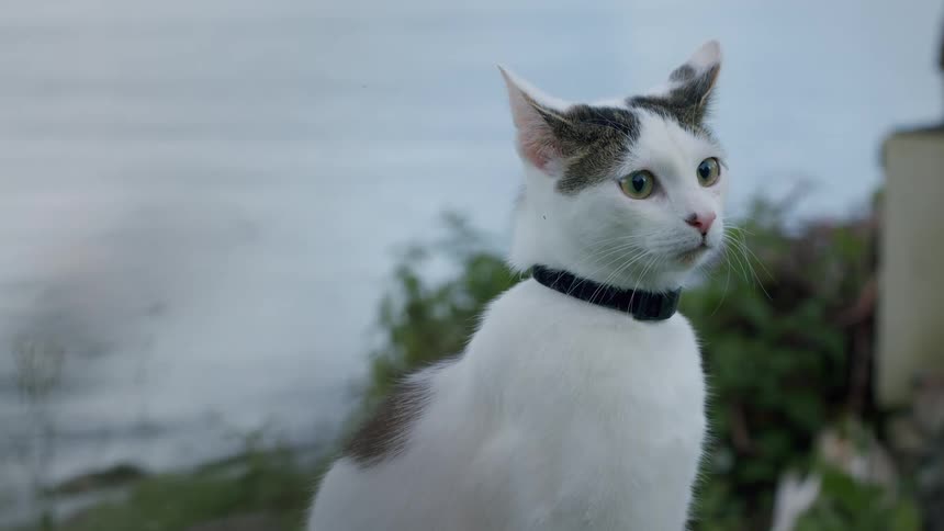 A close-up of a calm white cat with dark patches and a black collar sitting outdoors and looking around