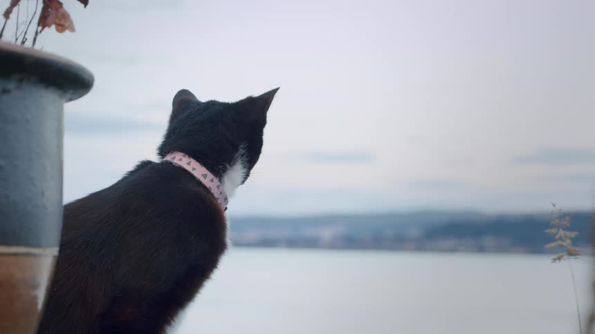 A pensive black and white cat wearing a pink collar looks out over the water, then turns and walks curiously towards the camera