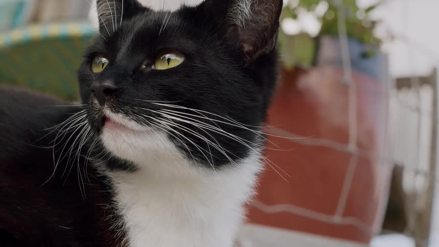 A close-up of a curious black and white tuxedo cat with yellow eyes looking around its surroundings