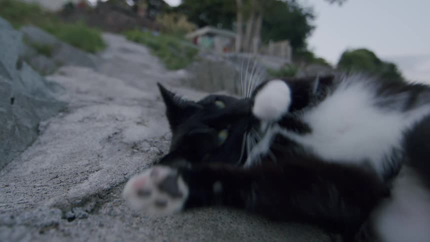 A playful black and white cat rolls on its back and gives a big yawn while relaxing on a rock in slow motion