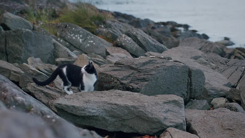A curious black and white cat explores a rocky shoreline, cautiously walking over large boulders by the water