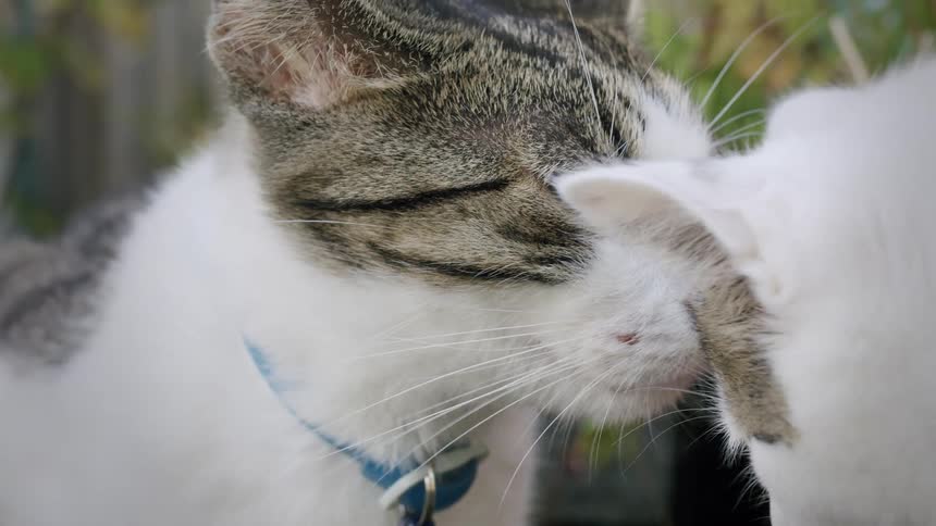 A slow-motion close-up of a green-eyed tabby cat being affectionately nuzzled by another feline in a garden