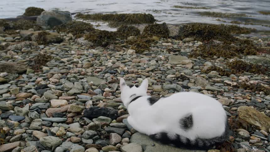 A peaceful white and black cat sits on a rocky beach looking out at the ocean before curling up to rest
