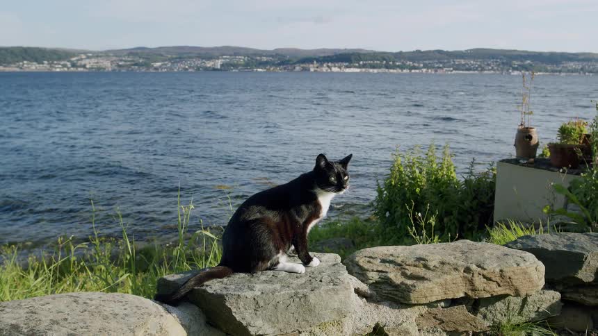 A black and white cat sits peacefully on a stone wall, gazing at the tranquil water and a distant coastal town