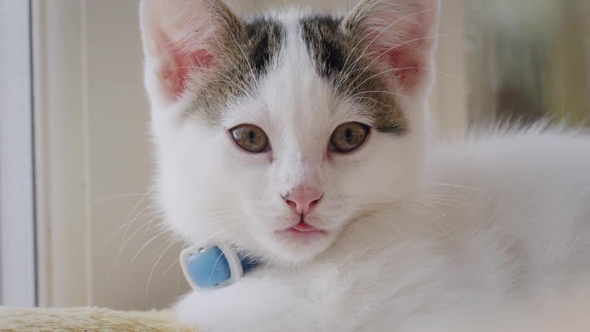 A close-up portrait of an adorable white and grey kitten with a blue collar staring calmly at the camera