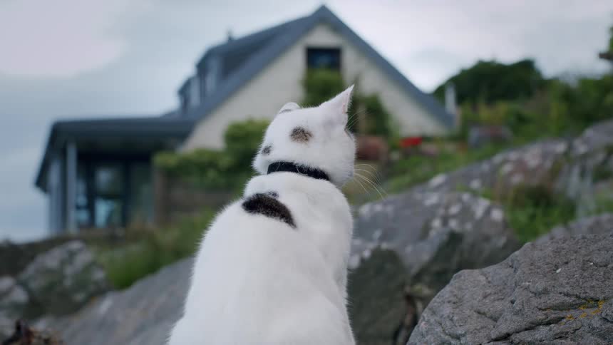 A serene white cat with black spots sits on a rocky hill with a country house in the background, peacefully grooming itself
