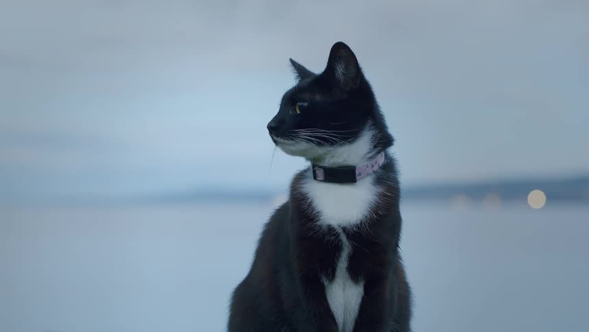 A curious black and white tuxedo cat with a collar sits patiently by the water's edge at dusk