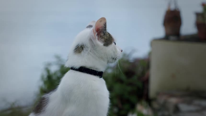 A white and gray cat with a black collar sits calmly outdoors, looking thoughtfully into the distance on an overcast day