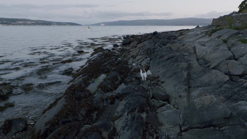 A curious black and white cat carefully walks along the rocky, seaweed-covered shoreline of a calm sea at dusk