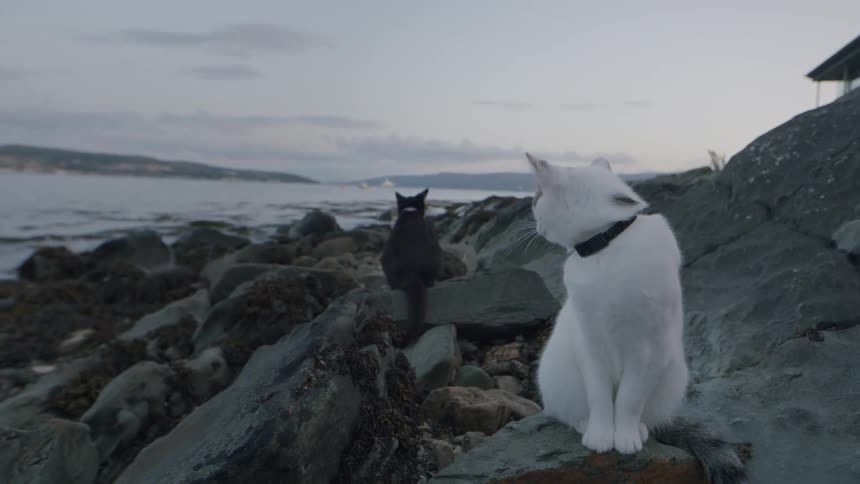 A white cat and a black cat sit together on a rocky shoreline at dusk, with one grooming itself while the other looks out at the water