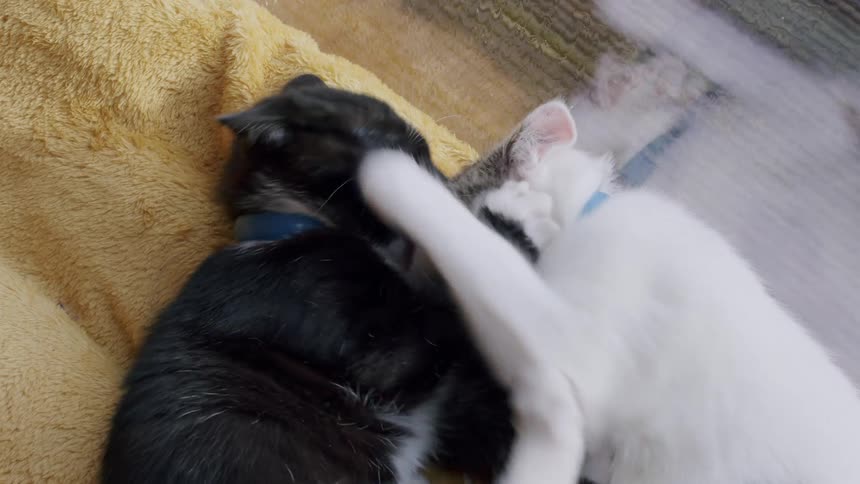 An overhead close-up shows two adorable kittens, one black and one white, playfully wrestling and grooming each other on a soft yellow blanket