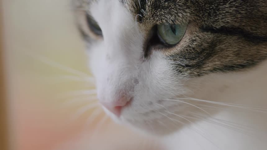An extreme close-up shot focuses on the face of a serene tabby and white cat with striking green eyes