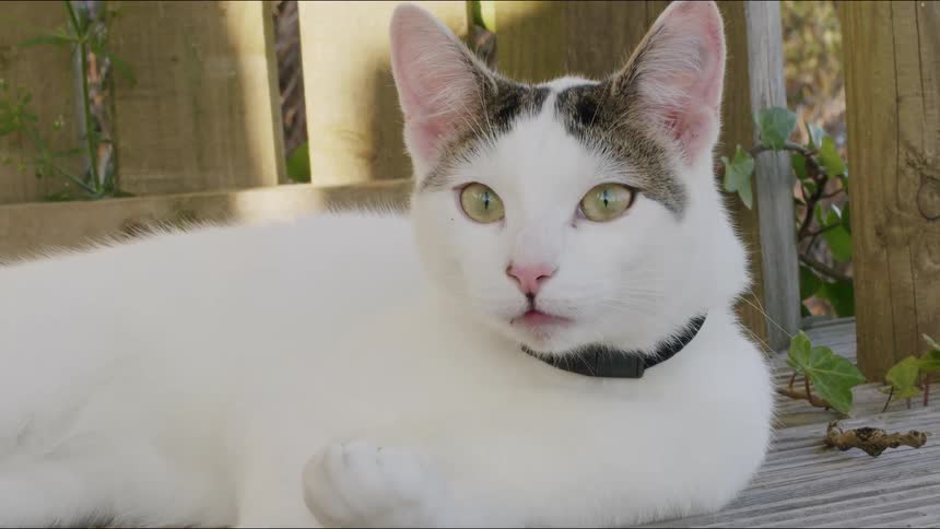 A relaxed white and grey cat meticulously grooms its paw in slow motion while lounging on a sunny wooden deck