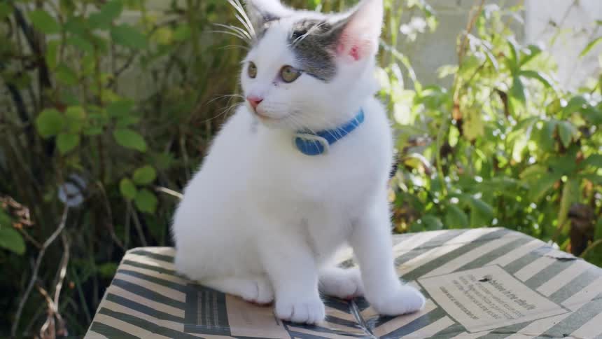 An adorable white and black spotted kitten with a blue collar sits on a cardboard box in a sunlit garden