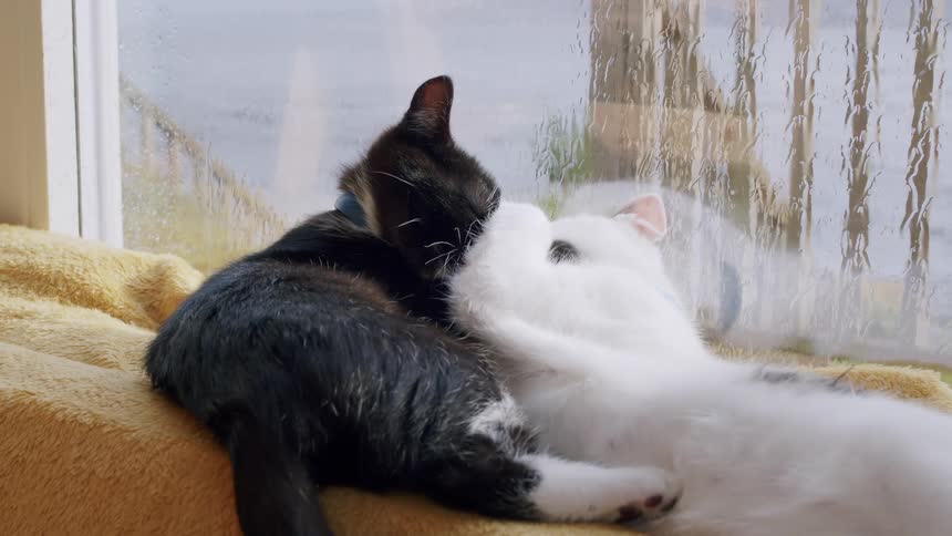A slow-motion shot of two adorable cats, one black and white and one white, cuddling and grooming each other on a cozy blanket by a rain-streaked window