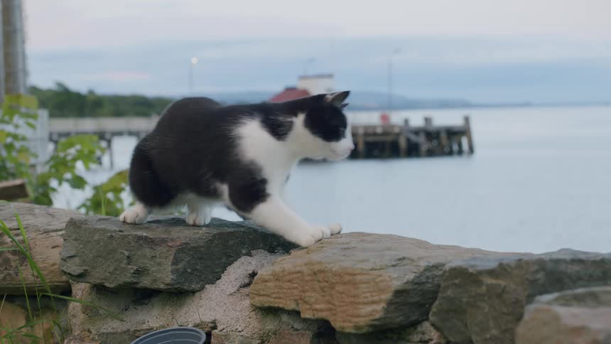Two cats rest on a stone wall by the sea, and one playfully jumps away in slow motion
