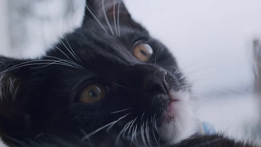 A super slow-motion close-up of a curious black and white kitten with bright golden eyes looking up