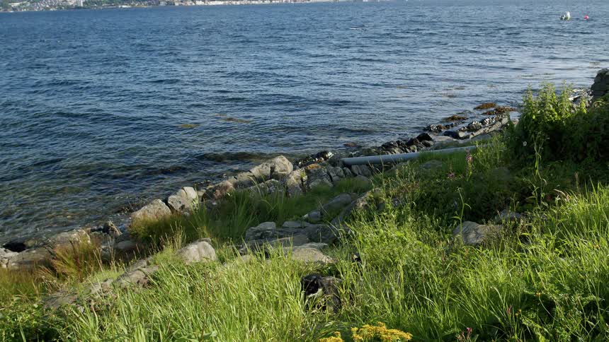 A black and white cat sits peacefully in the tall green grass along a rocky shoreline on a sunny day