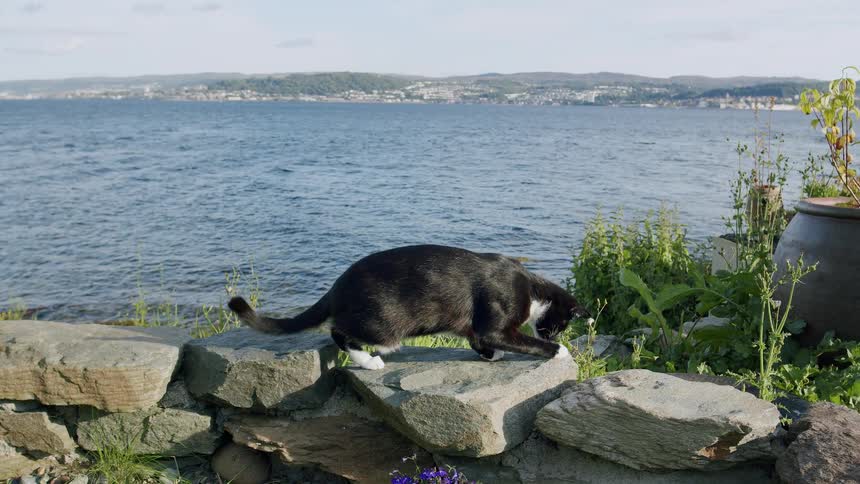 A black and white cat rests on a stone wall, enjoying the sunny day with a view of the sea and distant coastline
