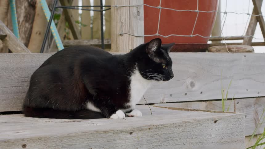 A black and white tuxedo cat sits calmly on a weathered wooden deck, patiently observing its surroundings