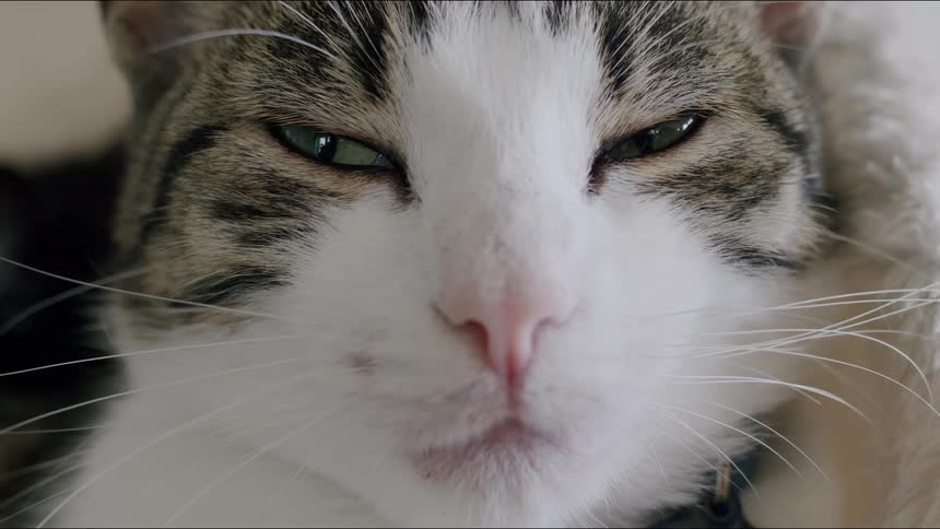 Extreme close-up of a sleepy tabby and white cat with green eyes slowly closing them