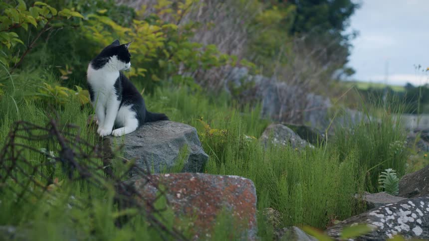 A curious black and white cat sits patiently on a rock, observing its natural surroundings before venturing off into the tall green grass