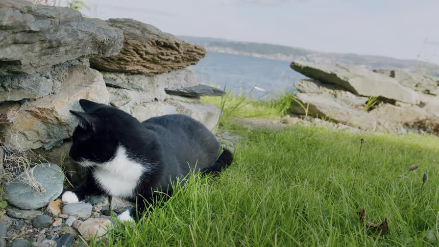A black and white tuxedo cat rests in the green grass by a rocky wall with a beautiful ocean view in the background