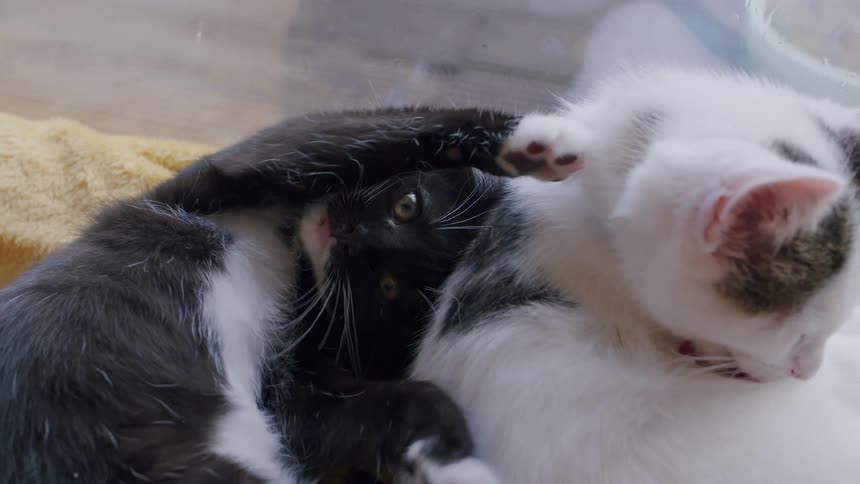 Two adorable black and white kittens groom themselves while cuddling together in slow motion