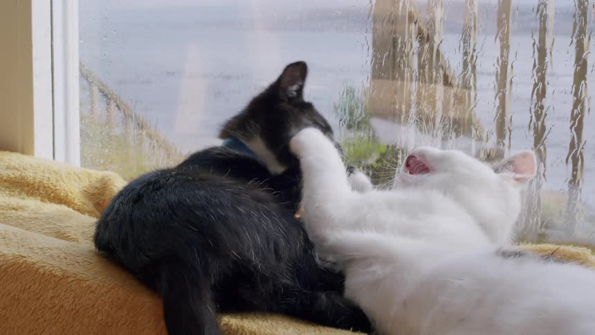 Two adorable kittens, one black and one white, playfully wrestle and cuddle on a soft blanket by a rainy window in slow motion