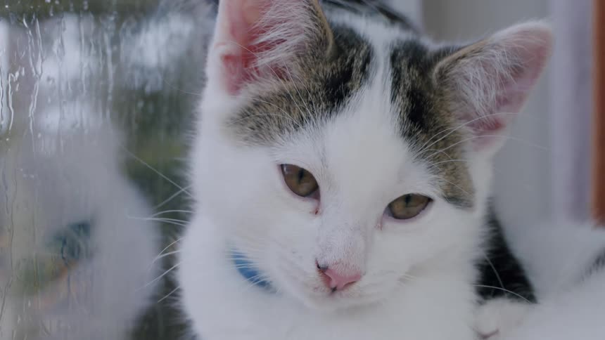Close-up of two adorable kittens, one black and white and one mostly white, watching the rain from a cozy windowsill
