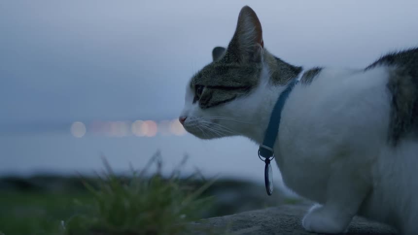 A curious cat sits on a grassy hill at dusk, watching the city lights twinkle across the water