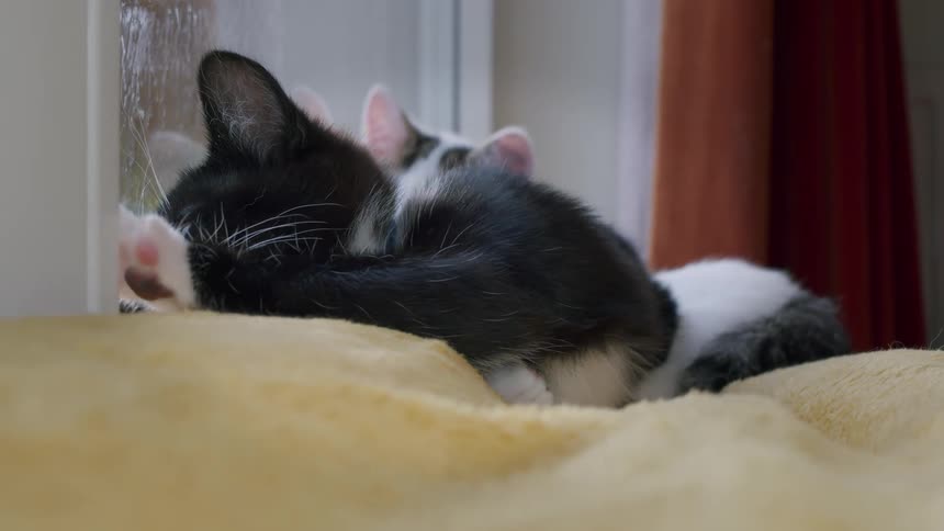 A sleepy black and white kitten with a blue collar rests on a soft yellow blanket, grooming itself before dozing off by the window
