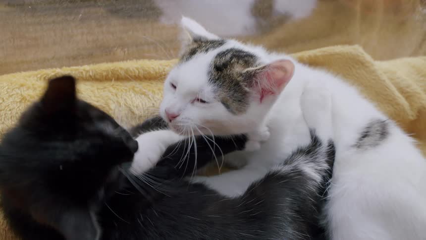 A heartwarming slow-motion close-up captures two adorable kittens, one white and one black, affectionately grooming and playfully fighting on a soft yellow blanket