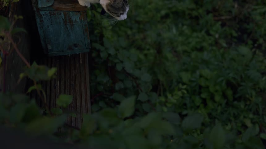 A focused tabby and white cat stalks unseen prey from a wooden ledge, while a playful kitten watches from a nearby planter