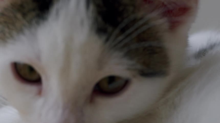 A slow-motion extreme close-up of an adorable white and grey kitten licking its paw clean