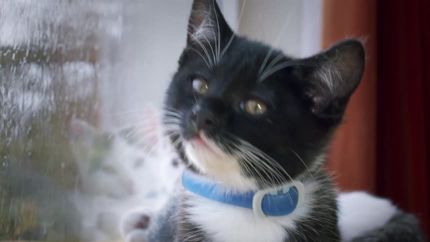 Close-up of an adorable black and white kitten with a blue collar resting on a soft blanket and curiously looking out the window