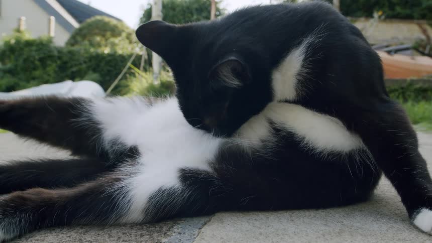 A black and white cat meticulously grooms itself on a stone patio in a backyard garden in slow motion