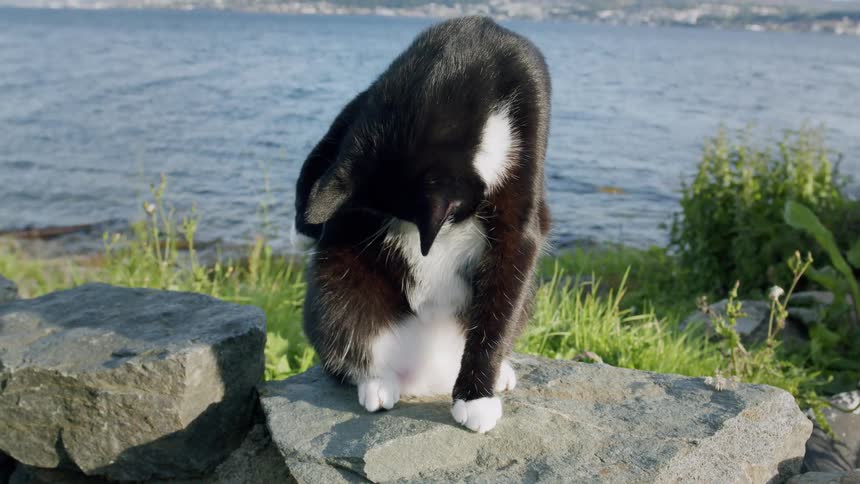 A black and white tuxedo cat meticulously grooms itself in slow motion while sitting on a rock by the sea