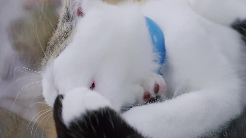 A loving white and grey kitten grooms its black and white sibling as they cuddle and fall asleep together
