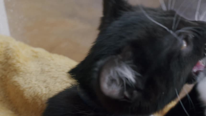 Two adorable kittens, one black and white and one white with tabby markings, playfully wrestle on a yellow blanket in slow motion