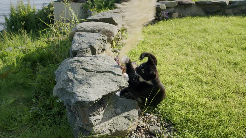 A playful black and white cat jumps and bats at a fluffy pampas grass stem in a sunny garden in slow motion