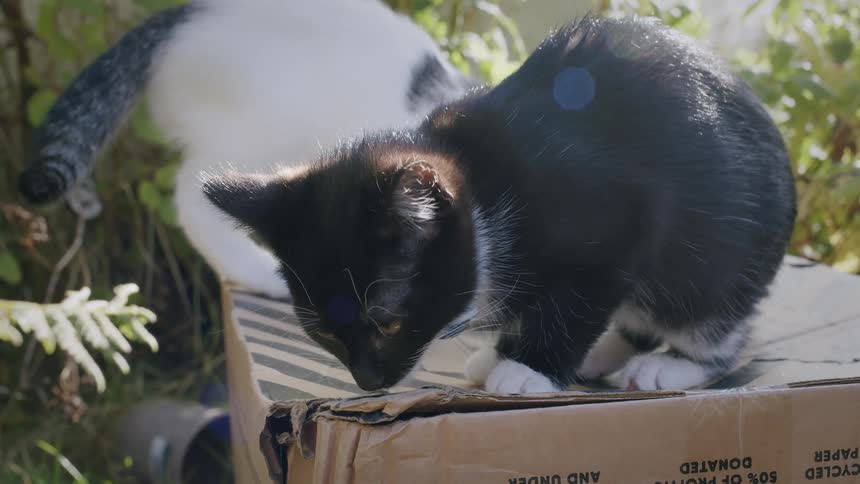 A curious black and white kitten wearing a blue collar cautiously sniffs and nibbles on a cardboard box in a sunlit garden in slow motion