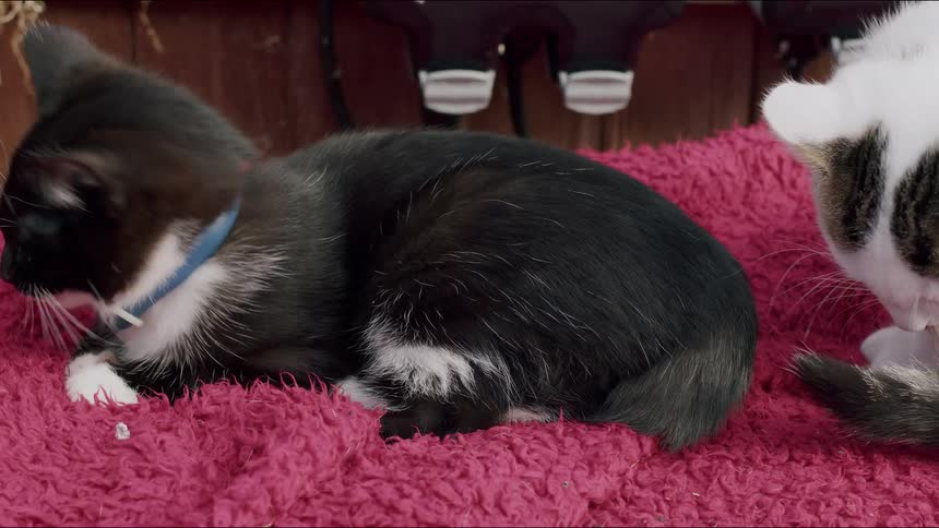 A sleepy black and white kitten yawns and meticulously grooms itself on a cozy pink blanket while another kitten joins