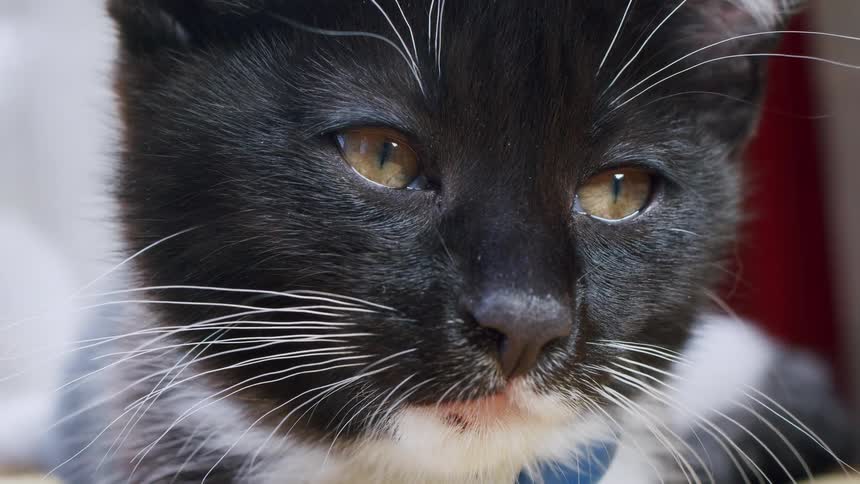 A very close-up view shows a cute black and white tuxedo kitten with big yellow eyes looking around calmly