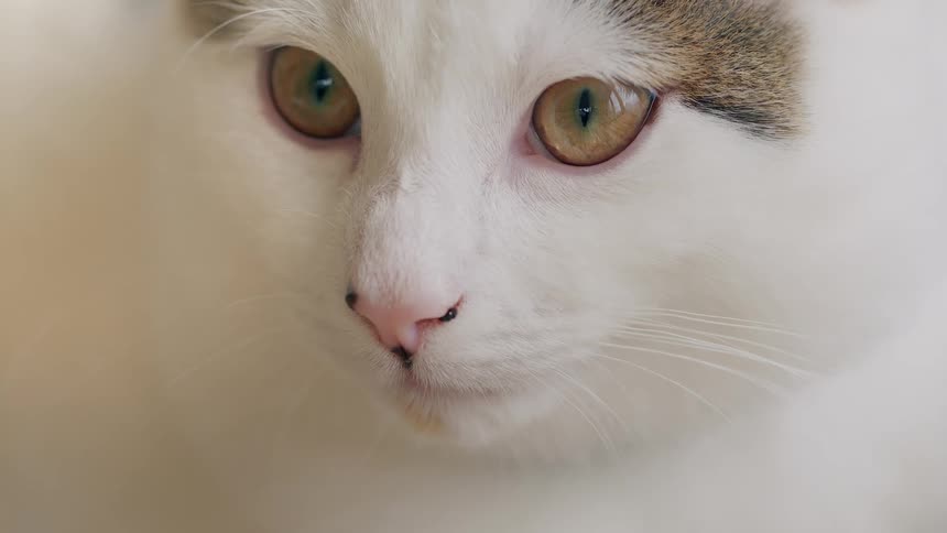 A detailed close-up of a calm white cat's face, focusing on its beautiful hazel eyes as it looks around