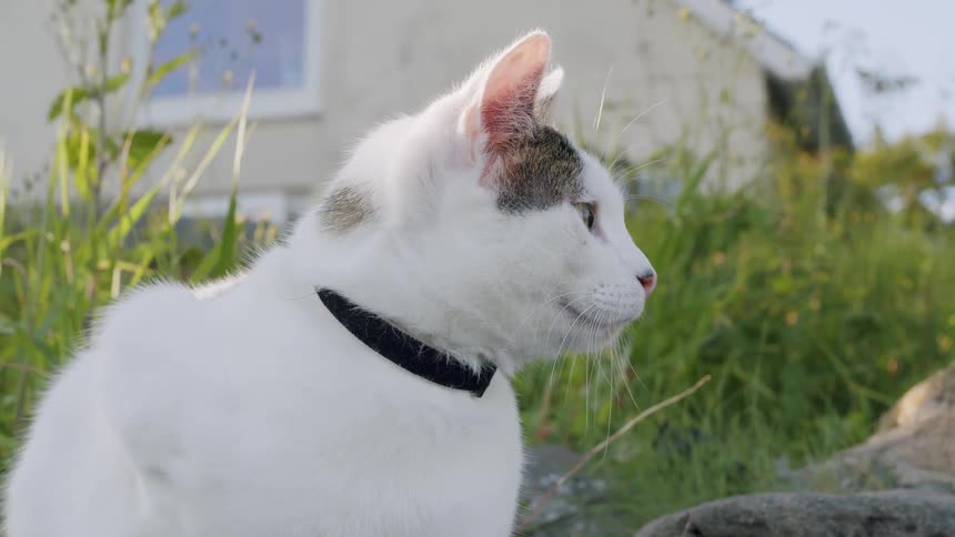 An alert white cat with a black collar sits in a sunlit garden, turning to look towards the camera