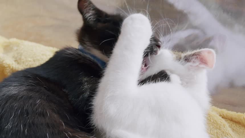 Two adorable black and white kittens playfully wrestle and bite each other in slow motion